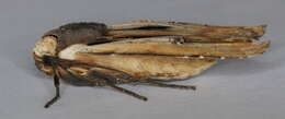 Image of American Swordgrass Moth