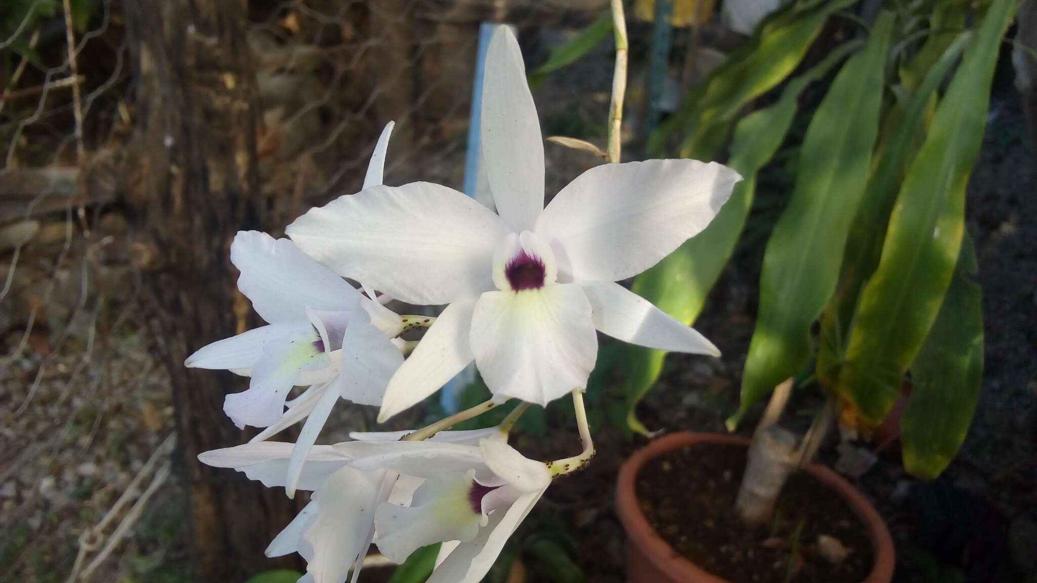 Image of pale laelia