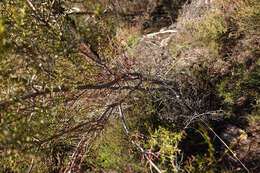 Image of juniper wattle