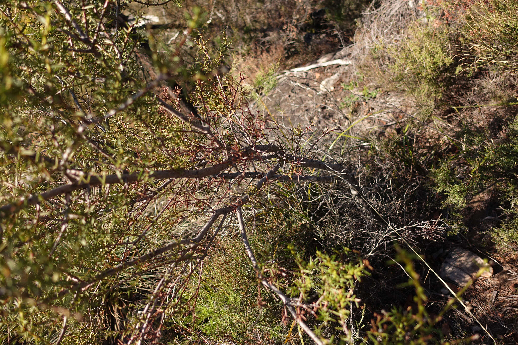 Image of juniper wattle