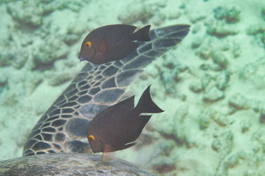 Image of Bristletoothed Surgeonfish