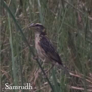 Image of Streaked Weaver