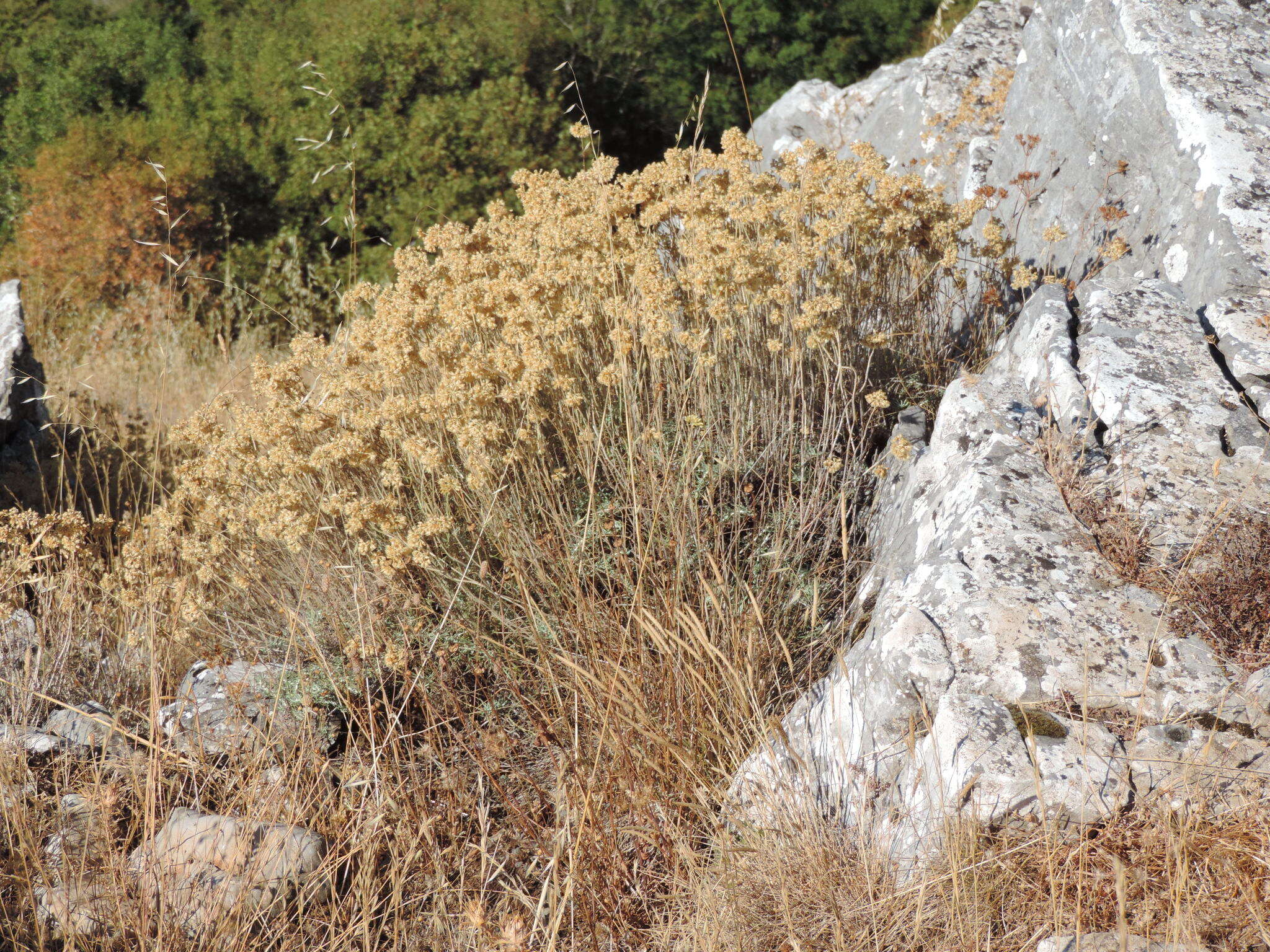 Imagem de Helichrysum italicum subsp. italicum