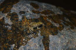 Image of Anthony's Poison-Arrow Frog