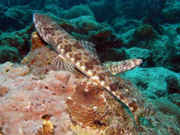 Image of Lizardfish