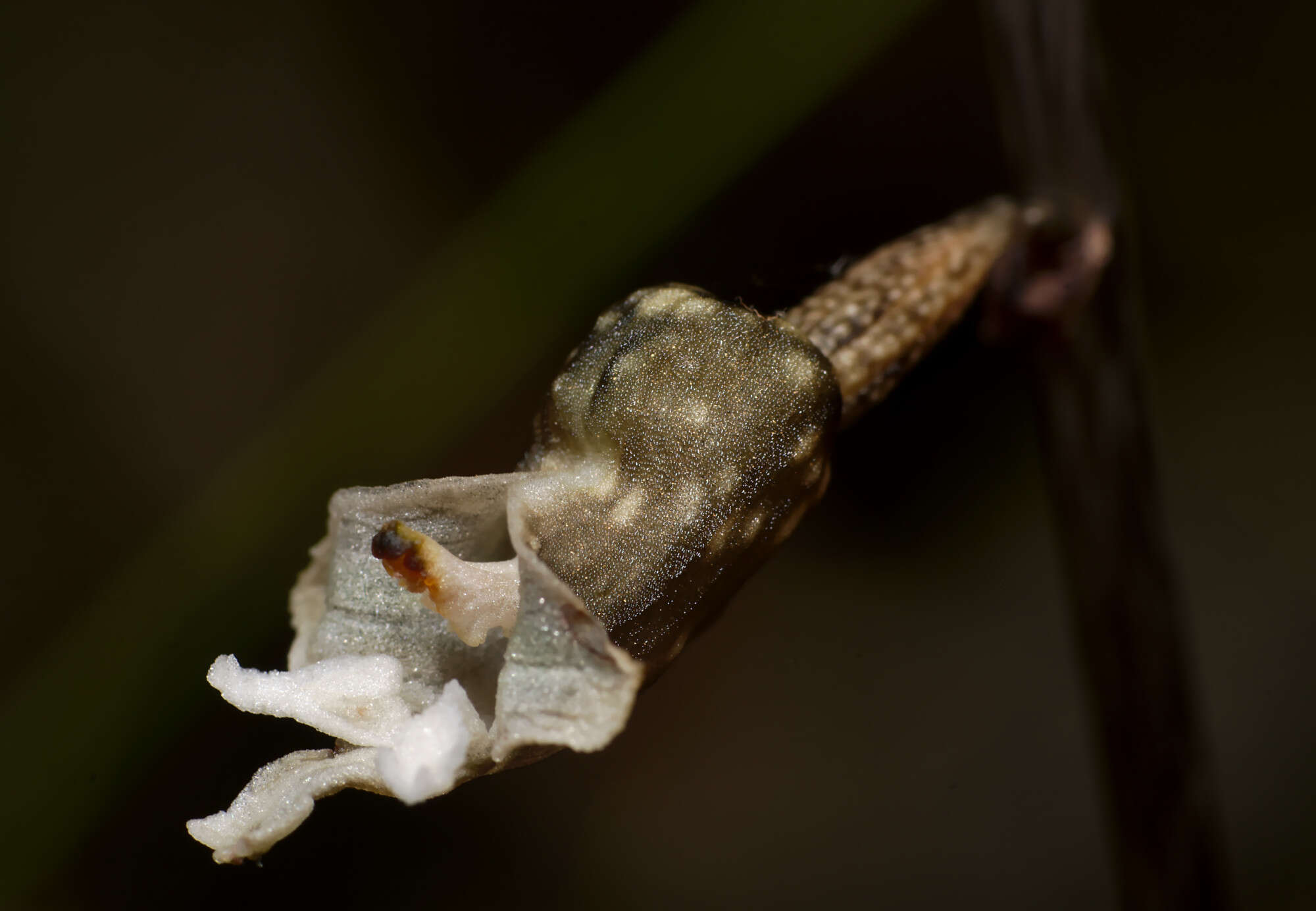 Image of Gastrodia cunninghamii Hook. fil.