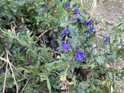 Plancia ëd Echium rosulatum subsp. davaei (Rouy) Coutinho