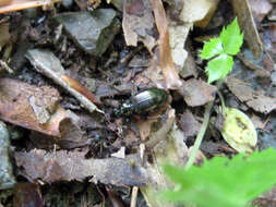 Image of Agonum (Olisares) ferreum Haldeman 1843