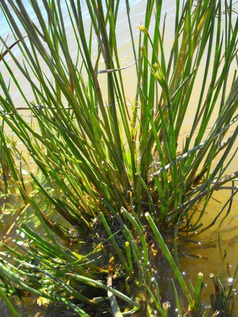 Image of Juncus exsertus Buch.