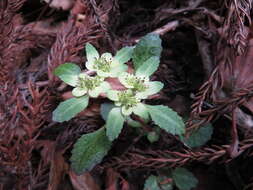 Image of Chrysosplenium macrostemon var. atrandrum Hara