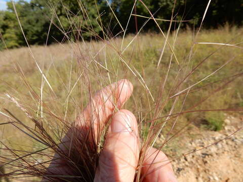 Image of prairie threeawn