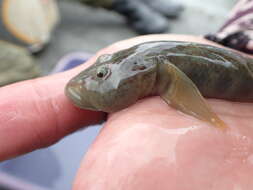 Image of Rhinogobius gigas Aonuma & Chen 1996