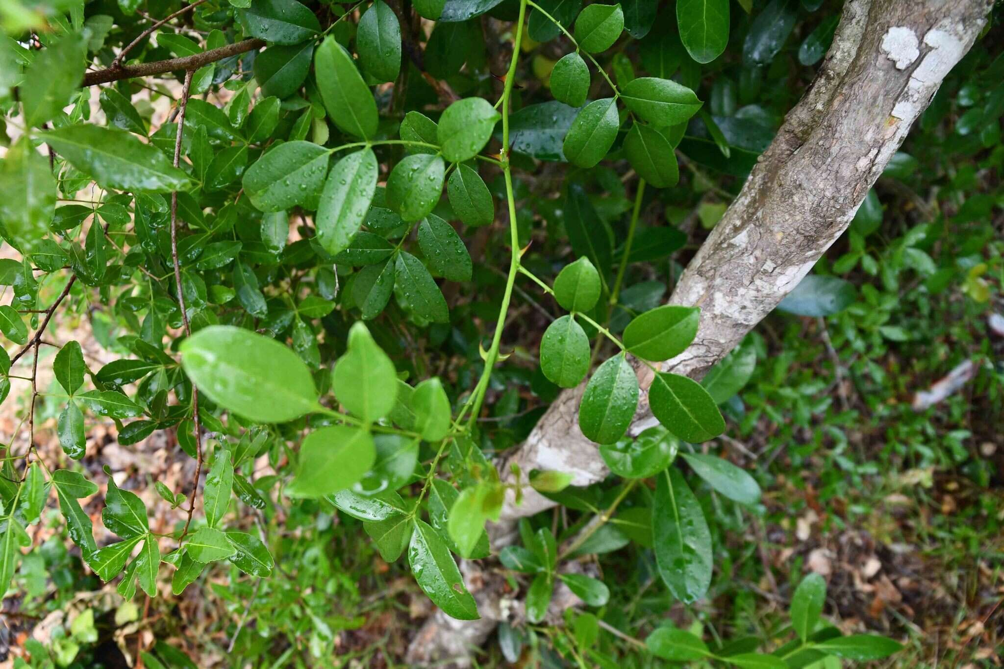 Image of Zanthoxylum delagoense Waterman