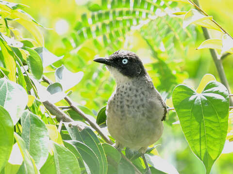 Image of Blackcap Babbler