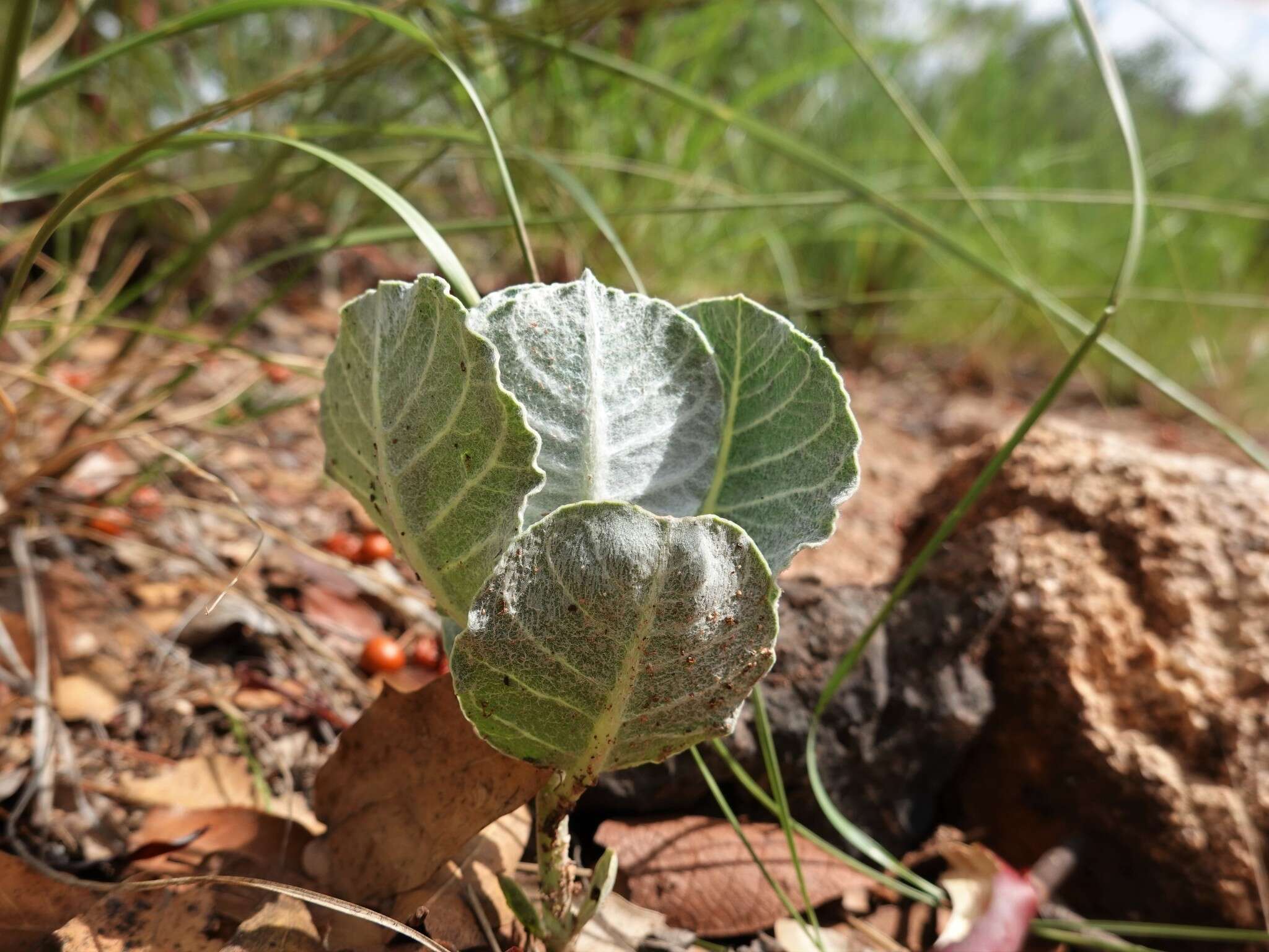 Asclepias nummularia Torr. resmi