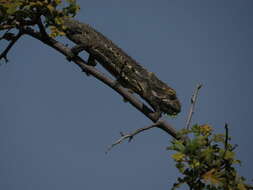 Image of Robertson Dwarf Chameleon