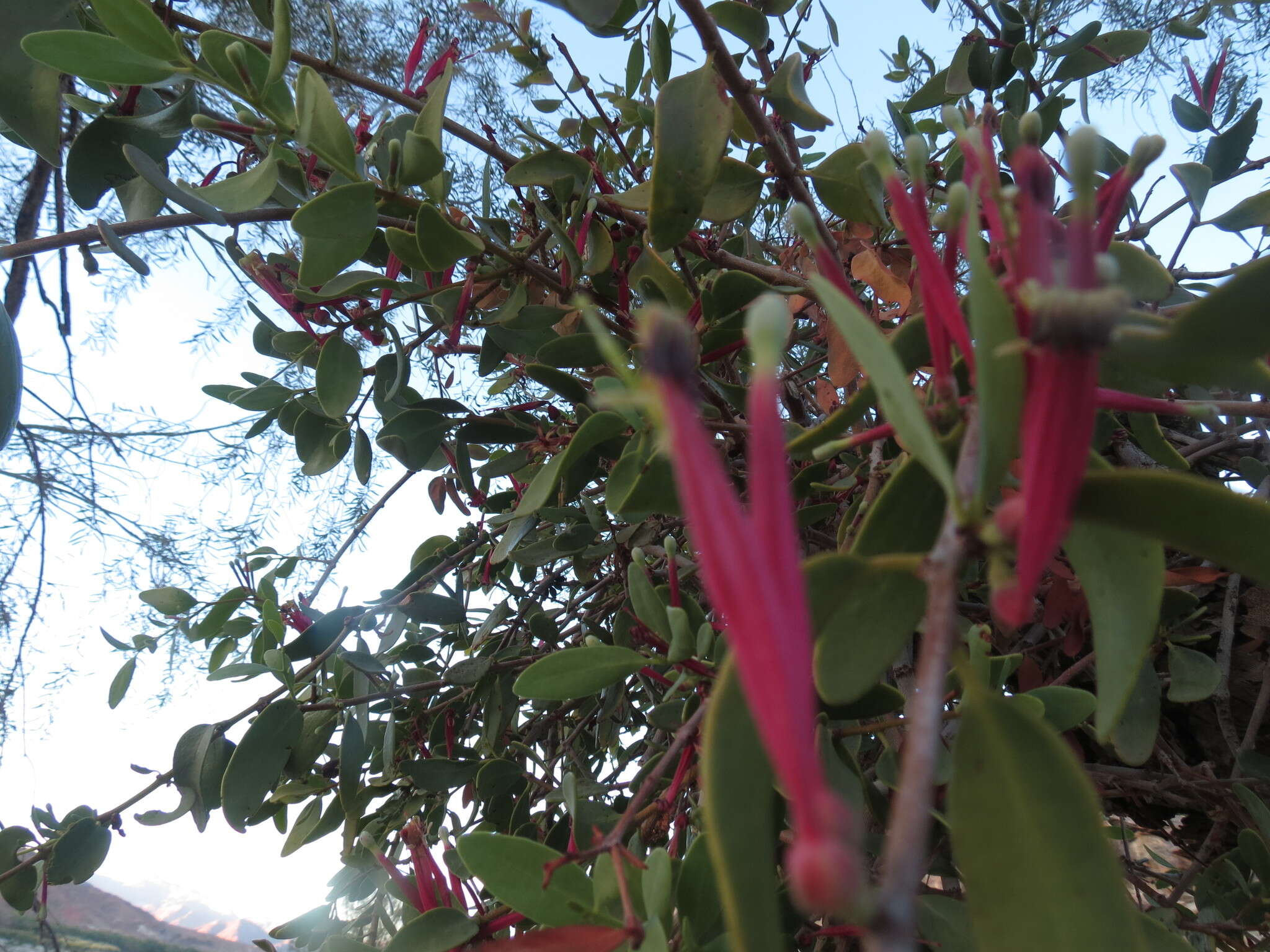 Image of Tapinanthus oleifolius (Wendl.) Danser