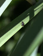 Image of Hylaeus littleri (Cockerell 1918)