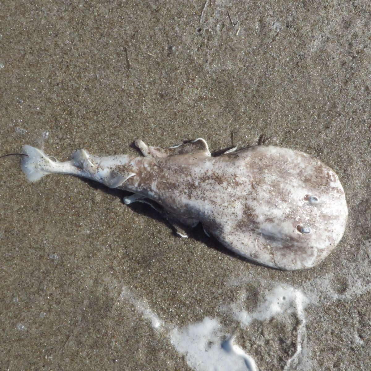 Image of Caribbean Electric Ray