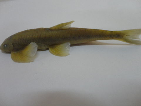 Image of Psilorhynchidae
