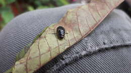 Image of Tropisternus (Tropisternus) lateralis limbatus (Brullé 1836)