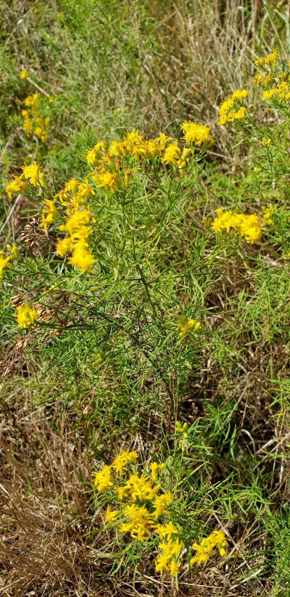 Image of Slender Goldentop