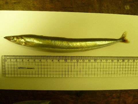 Image of Pacific sand lance