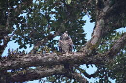 Image of Madagascan Harrier-Hawk