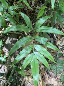 Imagem de Pteris brasiliensis Raddi