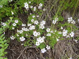 Sivun Oxalis imbricata var. imbricata kuva