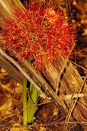 Image of Katherine Blood-lily