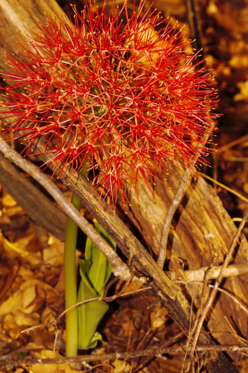 Image of Katherine Blood-lily