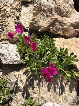 Plancia ëd Primula suffrutescens A. Gray