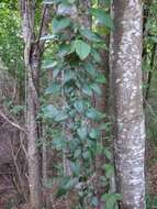 Image de Hedera pastuchovii Woronow