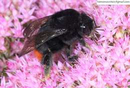 Image of Bombus ignitus Smith 1869