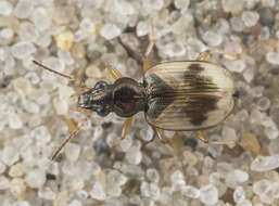 Image of Bembidion (Actedium) pallidipenne (Illiger 1802)