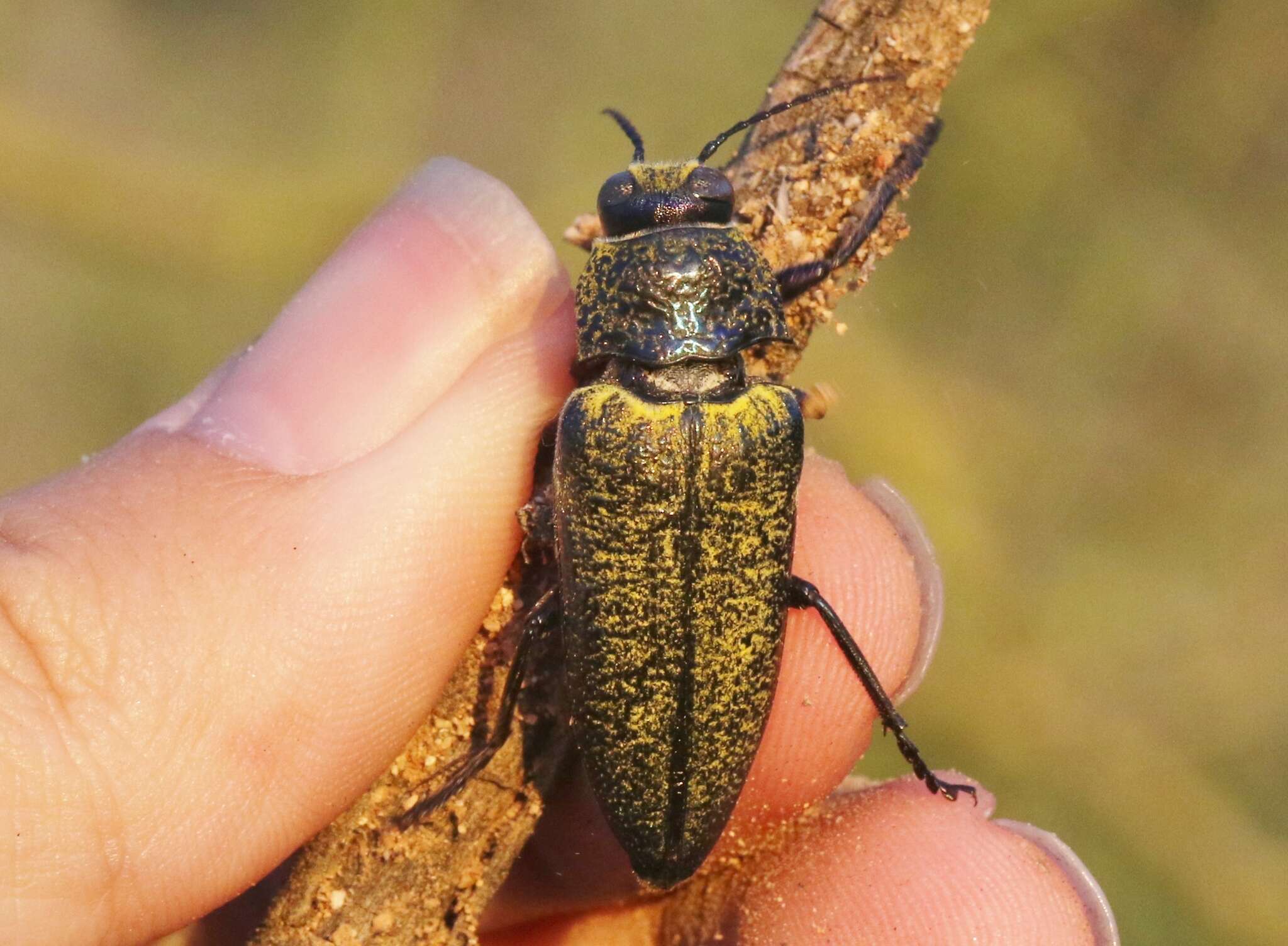 صورة Gyascutus caelatus (Le Conte 1858)