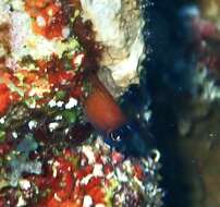 Image of Aron's Blenny