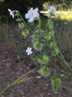 Hackelia californica (A. Gray) I. M. Johnst. resmi