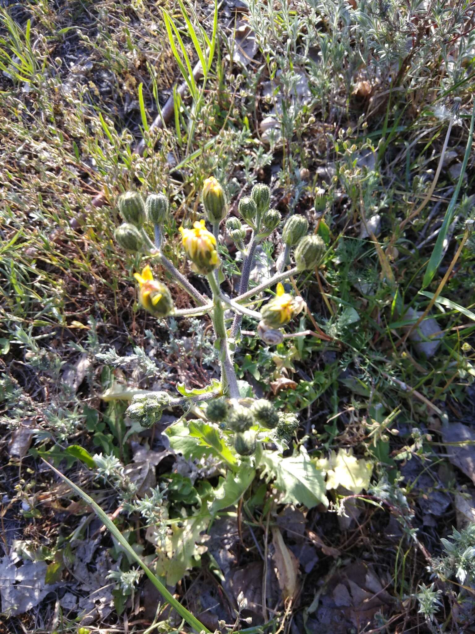 Imagem de Crepis marschallii (C. A. Mey.) Sch. Bip.