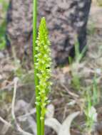 Image of Mignonette orchid