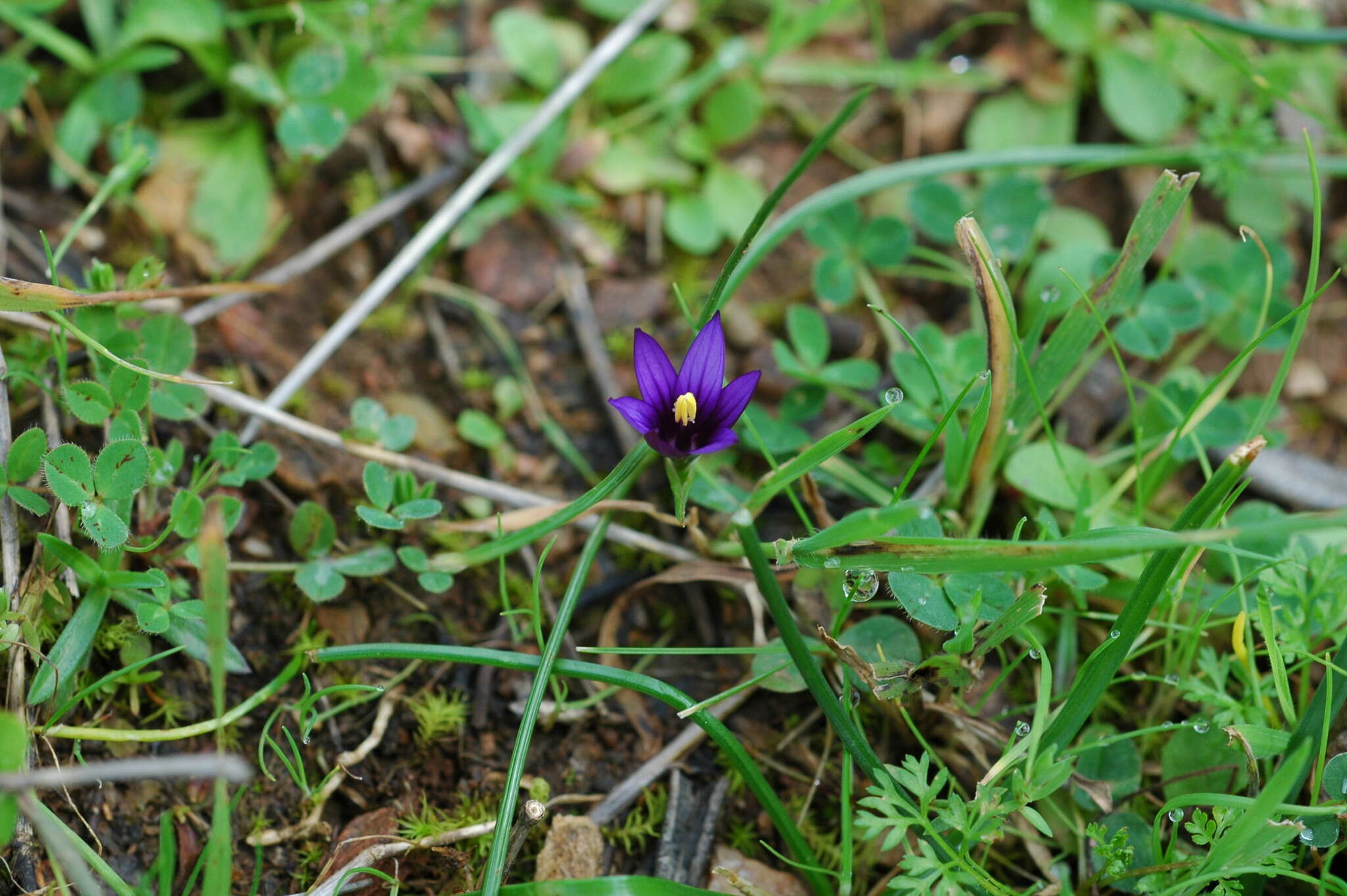 Sivun Romulea linaresii Parl. kuva