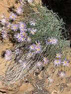 Image of Utah fleabane