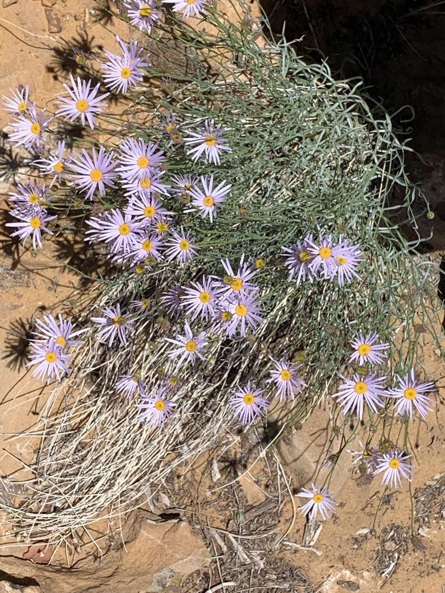 Image of Utah fleabane