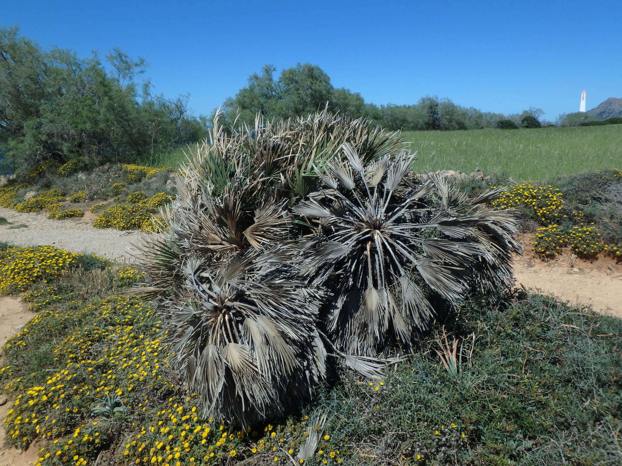 Image of fan palm