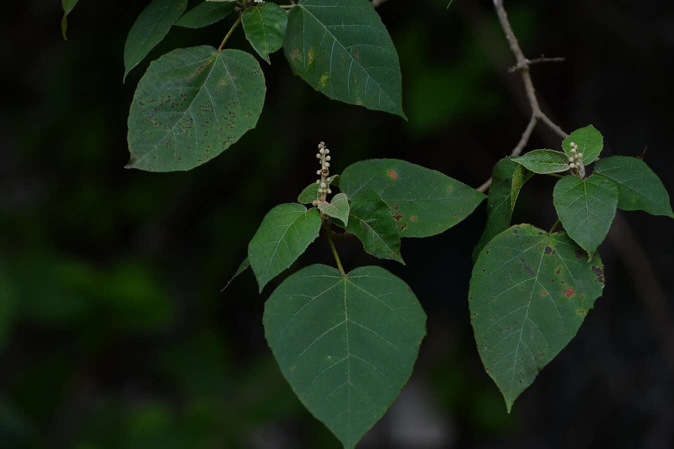 Слика од Croton francoanus Müll. Arg.