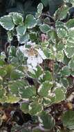 صورة Plectranthus madagascariensis (Pers.) Benth.