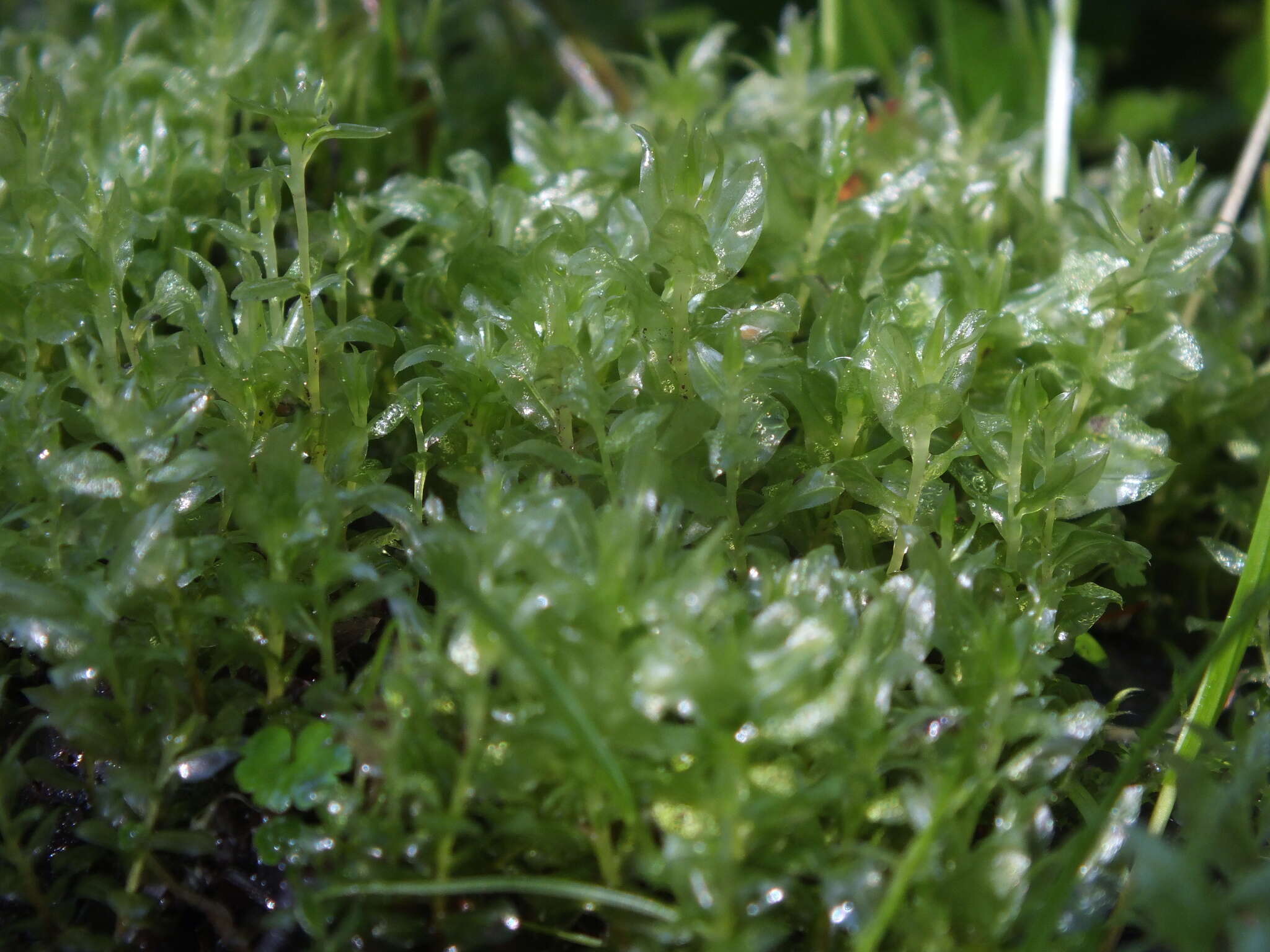 Image of elliptic plagiomnium moss