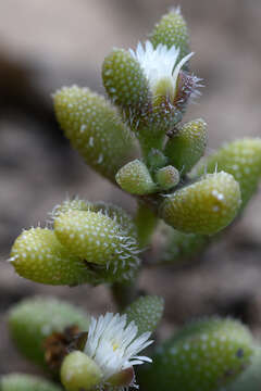 Image of Delosperma echinatum (Lam.) Schwant.