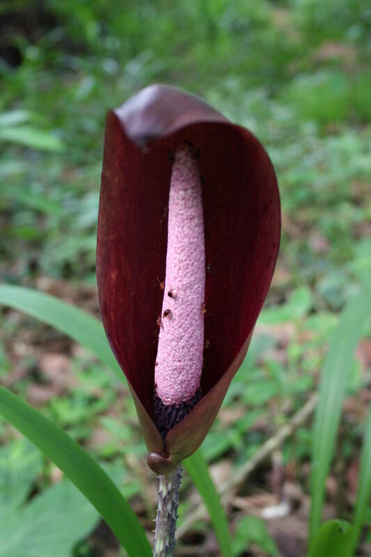 Image of Anchomanes difformis (Blume) Engl.